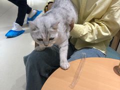 -藏猫猫咖啡主题馆(中央大道店)
