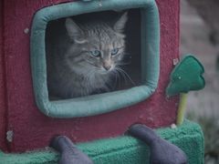 -青藏高原野生动物园