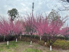 -沙市市中山公园