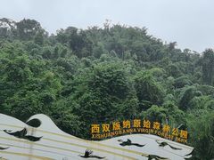 -西双版纳原始森林公园