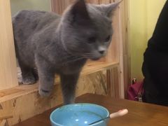 -猫色咖啡·猫咖