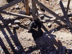 -黑瞎子岛探秘野熊园