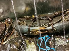 -Isla Sugbu Seafood City