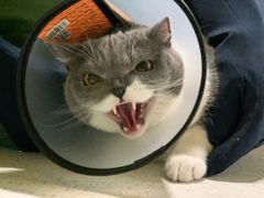 -瑞鹏瑞爱宠物医院·全科·猫科·血液透析中心(龙头寺店)