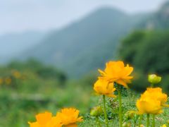 -灵山