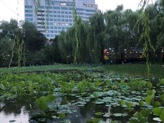 -莲湖公园