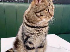 -安格丽娜·狗咖·猫咖羊驼咖(春熙路百盛商场店)