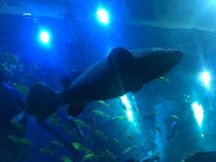 -成都浩海立方海洋公园