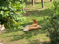 -西霞口神雕山野生动物世界
