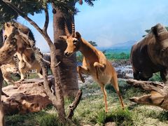 -国家自然博物馆