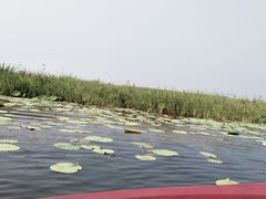 -白洋淀景区
