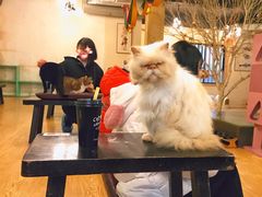 -萌喵咖啡屋(人民东路4号口M16商铺店)