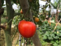 -思远客家菜馆(巴伐利亚店)