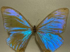 -上海昆虫博物馆