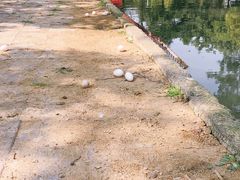 -蜀宴新村·柴火鸡(柏水店)