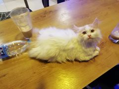 -平行世界·猫咖(首经贸店)