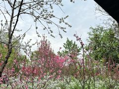 -南汇桃花村