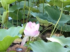 -莲花池公园