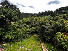 -深圳仙湖植物园