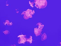 -华夏文旅西安度假区