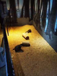 -酷嗒动物文化乐园(cutezoo西溪乐天城店)