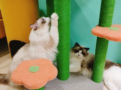 -猫在这儿猫咪咖啡馆·撸猫馆