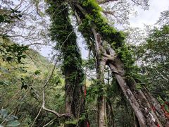 -七仙岭温泉国家森林公园