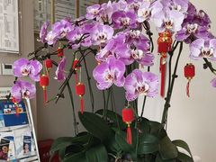 -土豆口腔(凤凰北总店)