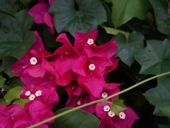 -亚龙湾国际玫瑰谷