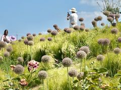 -嘉北郊野公园