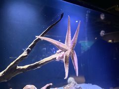 -西雅图水族馆