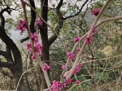 -杭州半山国家森林公园