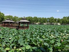 -尚庄度假村·庭台树下·户外烧烤·团建CS·轰趴营地(上庄水库店)