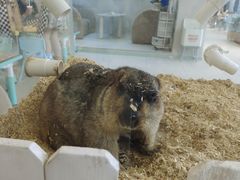 -怪兽屋·羊驼·猫咖·狗咖(俊华广场店)