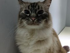 -喵的天空名猫咖啡馆·撸猫·猫舍·用品