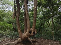 -上海佘山国家森林公园天马山园