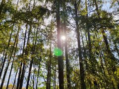 -上海共青森林公园