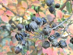 -北京西山国家森林公园