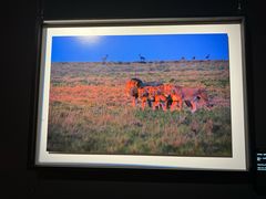 -罗红摄影艺术馆