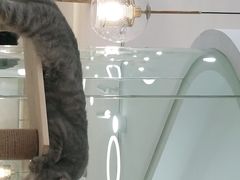 -喵园·猫主题咖啡厅·撸猫·猫咖(国贸店)