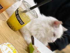-藏猫猫咖啡主题馆(中央大道店)