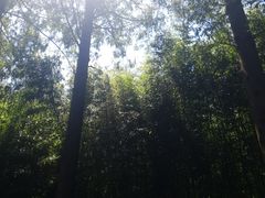 -黄海国家森林公园