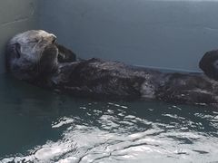 -西雅图水族馆