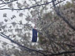-高东镇樱花园