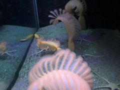 -西雅图水族馆