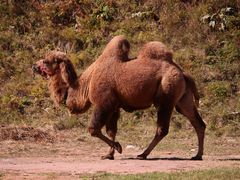 -塞罕坝国家级自然保护区