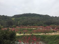 -南国桃园旅游度假区