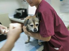 -美联众合动物医院·24h转诊中心