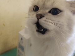 -萌喵咖啡屋(人民东路4号口M16商铺店)