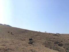 -大姆山草场
